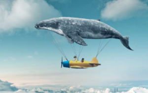 lettre du littoral 15 novembre 2025