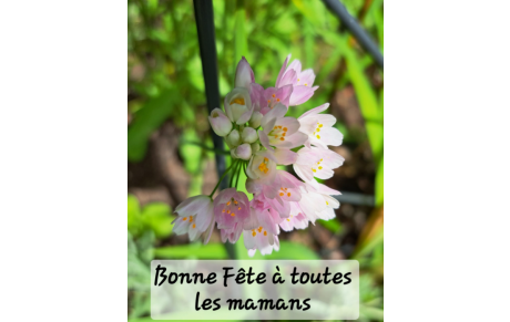 BONNE FETE DES MERES